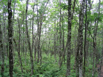 The forest at the beginning of the trail