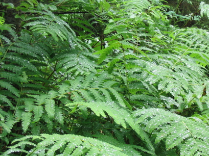 Sparkling ferns