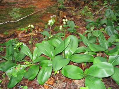 Does anyone know what these plants are called?