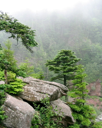 Bonsai in the wild?