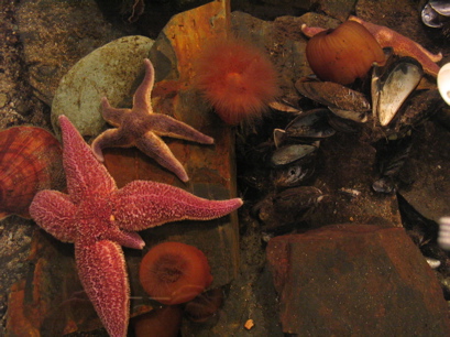 One crippled starfish