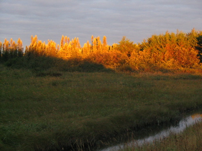 Ontario trees