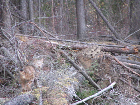 Where's the lynx? Where's the lynx?