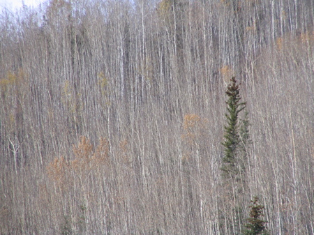 Almost leaf-less poplar on the McQueston Almost leaf-less poplar on the McQueston