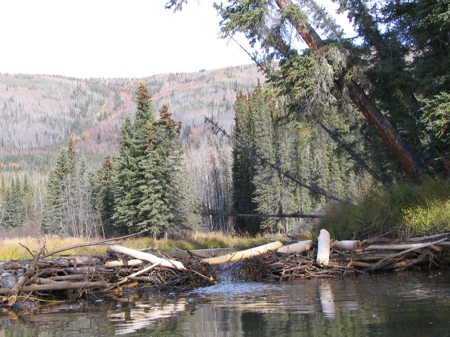 Beaver made lake by the river Beaver made lake by the river
