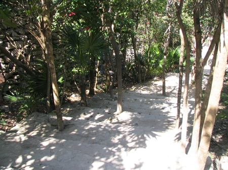Tulum ruins steps - leave the trees! Tulum ruins steps - leave the trees!