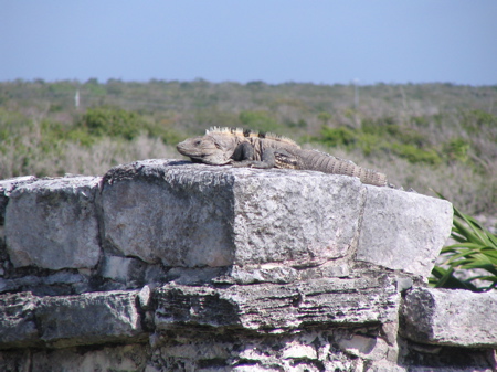 Iguana at Tulum ruins Iguana at Tulum ruins