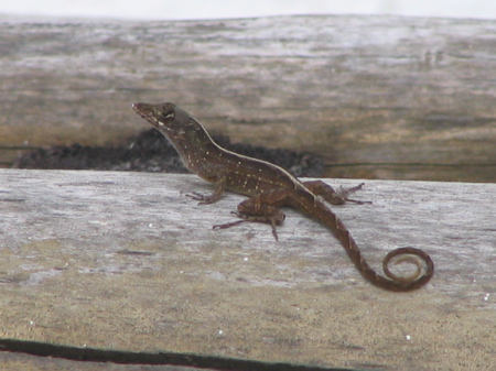 Little lizard Little lizard