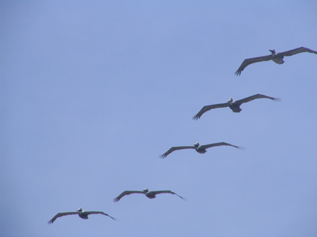 Pelicans in formation Pelicans in formation