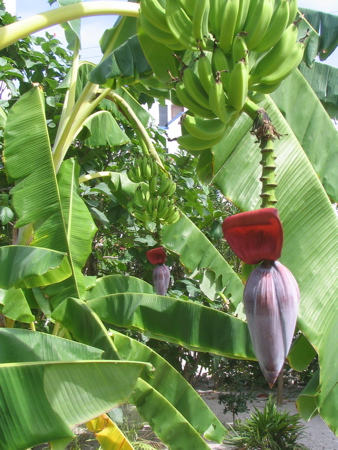 Bananas in bloom Bananas in bloom