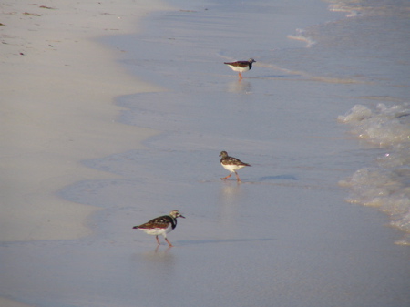 Plovers of some kind Plovers of some kind