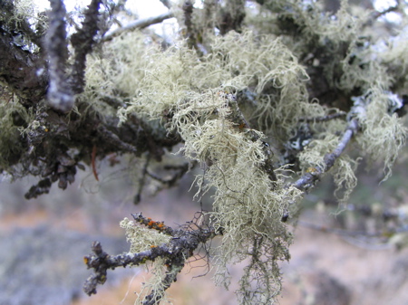 Lichen Lichen