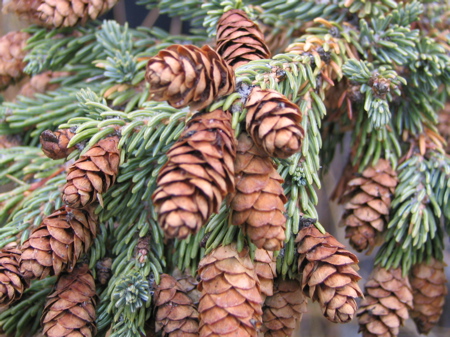 Cones Cones
