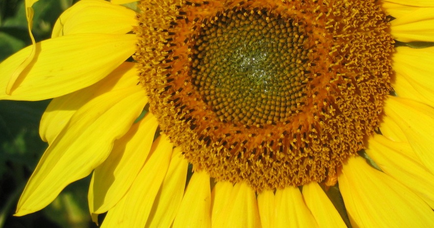 Trees, Mints, and Sunflowers